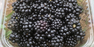 Moras orgánicas