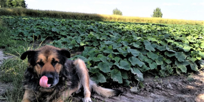 Venderé muy bonitos pepinos de campo, variedades de pulpo