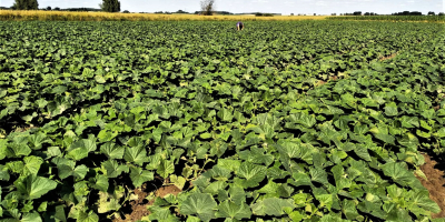 Venderé muy bonitos pepinos de campo, variedades de pulpo