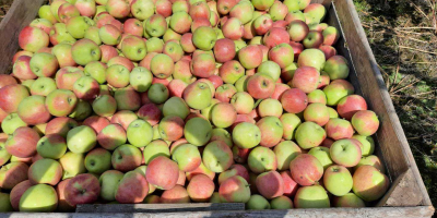 Venta de manzana Piros. Bonito, coloreado, sin granizo. Aproximadamente