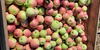 Venta de manzana Piros. Bonito, coloreado, sin granizo. Aproximadamente