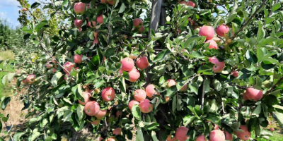 Venta de manzana Piros. Bonito, coloreado, sin granizo. Aproximadamente