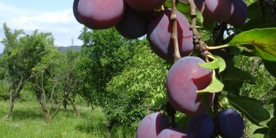 Producción de ciruelas de mesa 2021, precio negociable