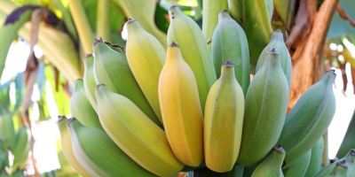 Venta de bananos. País de origen: Costa Rica. La