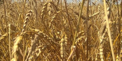 Ofrecemos a la venta trigo, soja, arroz, lentejas, maíz,