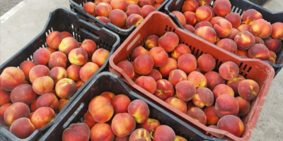 ¡Ofrecemos ciruelas para comidas y para tuica! Las ciruelas