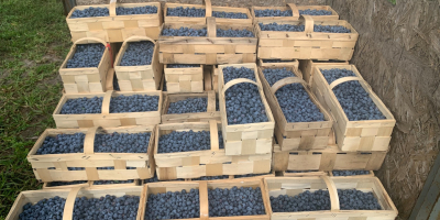 Venderé 500 kg de arándanos, calibre 12 plus, sueltos