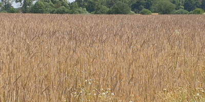 Espelta con certificado ecológico Agro Bio Test. Cosecha 2021.