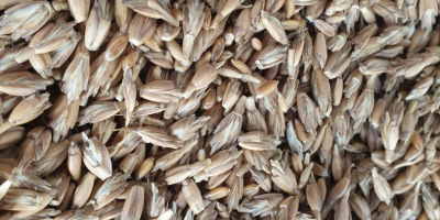 Espelta con certificado ecológico Agro Bio Test. Cosecha 2021.