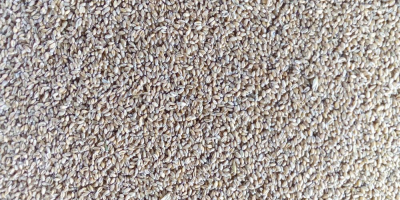 Venderé trigo de primavera orgánico con certificado Agro-Bio-Test