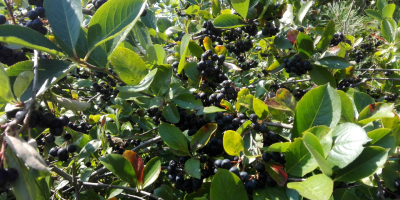 Venderé aronia, desgarrada a mano, cosecha alrededor del 15