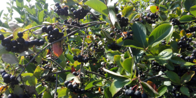 Venderé aronia, desgarrada a mano, cosecha alrededor del 15