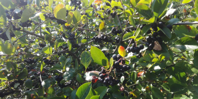 Venderé aronia, desgarrada a mano, cosecha alrededor del 15