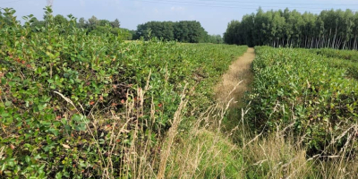 Aronia a la venta - fruta fresca, plantación orgánica