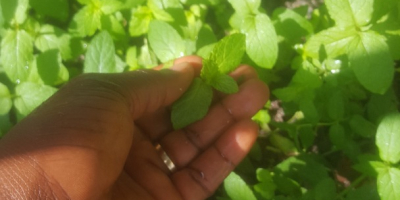 Cultivo planta de menta y quería vender necesito comprador