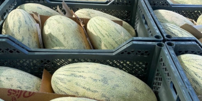 Estimados clientes, les ofrezco dulce melón de miel llamado