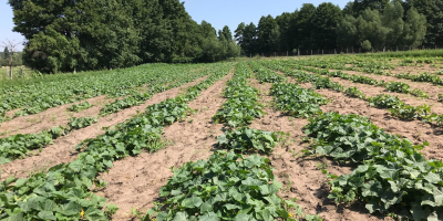 Pepino de campo pulpo directamente de la plantación. Precio