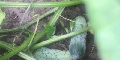 Pepino de campo pulpo directamente de la plantación. Precio