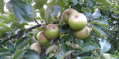 Venderé fruta orgánica certificada para procesamiento, de árboles de