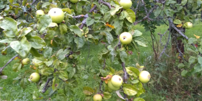 Venderé fruta orgánica certificada para procesamiento, de árboles de