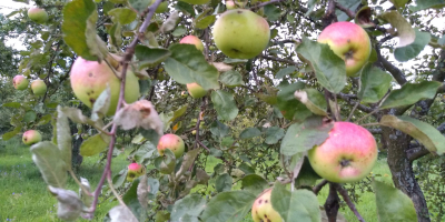 Venderé fruta orgánica certificada para procesamiento, de árboles de