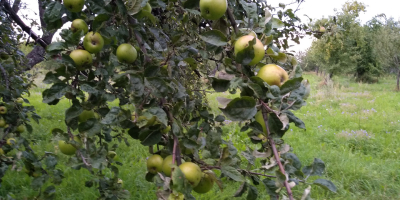 Venderé fruta orgánica certificada para procesamiento, de árboles de