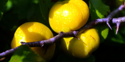 Los agricultores de Letonia venden membrillo japonés orgánico fresco