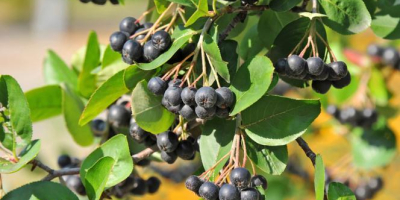 Chokeberry orgánico, fruta recolectada a mano. Perfecto para jugos