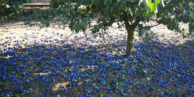 ¡Ofrecemos ciruelas para comidas y para tuica! Las ciruelas