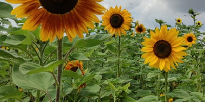 Buenos días :) Ofrezco flores de girasol de mi