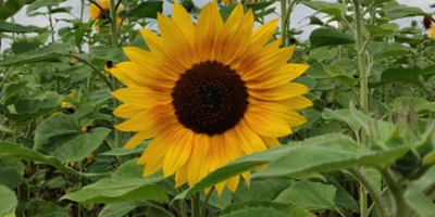 Buenos días :) Ofrezco flores de girasol de mi