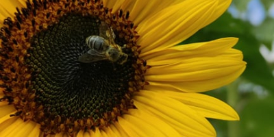 Buenos días :) Ofrezco flores de girasol de mi