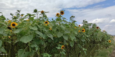 Buenos días :) Ofrezco flores de girasol de mi