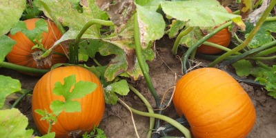 Calabaza tipo Halloween. Forma redonda. Oro - color naranja