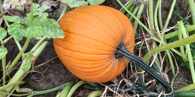 Calabaza tipo Halloween. Forma redonda. Oro - color naranja