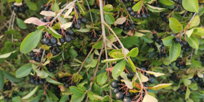 Hola. Venderé aronia fresca. Cultivado sin pulverizar ni fertilizar.