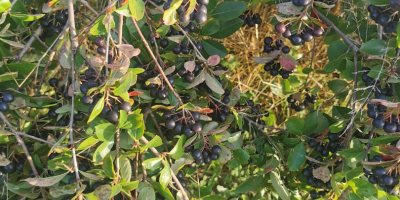 Hola. Venderé aronia fresca. Cultivado sin pulverizar ni fertilizar.