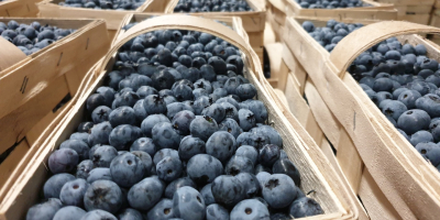 Venderé las variedades de arándanos Bluecrop y Nelson en