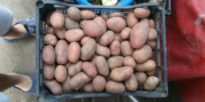 Patatas orgánicas