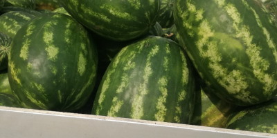 Producto procedente de la isla de Capo Rizzuto, CALABRIA