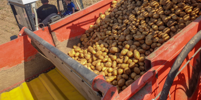 Patatas a la venta Belana, Princess, Cilena Clasificadas o