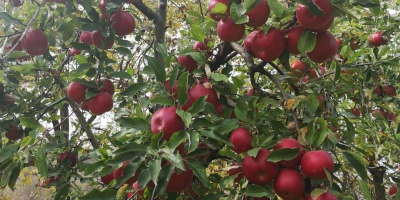 Tenemos huertos establecidos por nosotros con variedades de manzana: