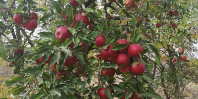 Tenemos huertos establecidos por nosotros con variedades de manzana: