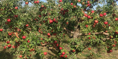 Tenemos huertos establecidos por nosotros con variedades de manzana: