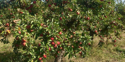 Tenemos huertos establecidos por nosotros con variedades de manzana: