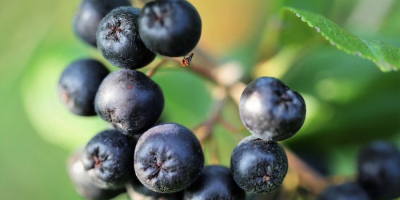 Aronia a la venta. Mano arrancada. No fertilizado artificialmente.