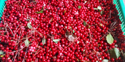 Hola, Vendo cantidades al por mayor de arándanos rojos