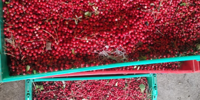 Hola, Vendo cantidades al por mayor de arándanos rojos