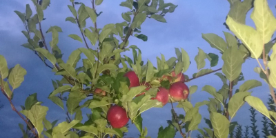 Manzanas de diversas variedades.