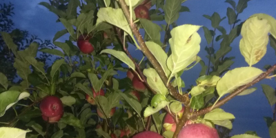 Manzanas de diversas variedades.